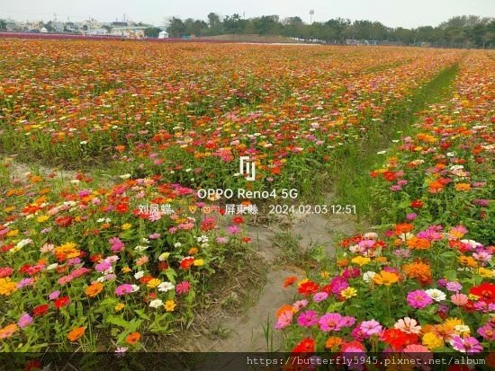 好霧蓮年 花現南州:波斯菊花海/百日草花海