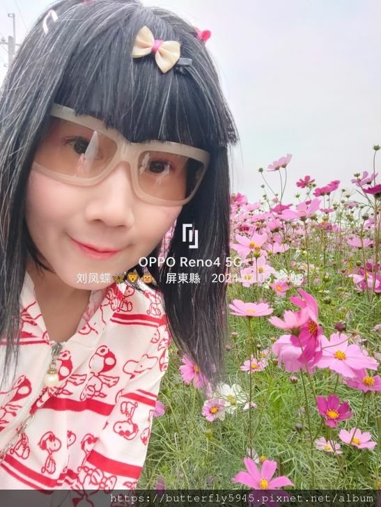 好霧蓮年 花現南州:波斯菊花海/百日草花海~1