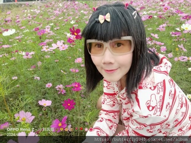 好霧蓮年 花現南州:波斯菊花海~END