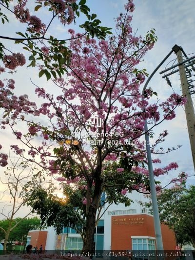 紅花風鈴木(4/6 &amp; 7)