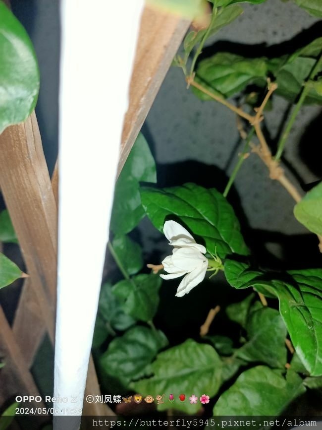 茉莉花開花(5/6)