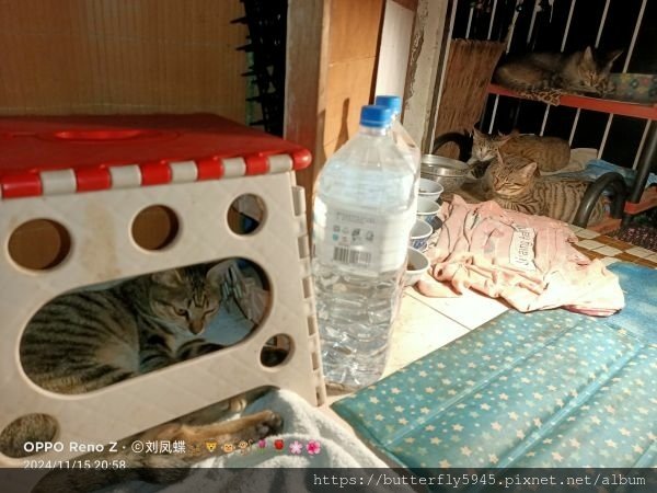 貓咪們ㄉ日常(11/13~30)
