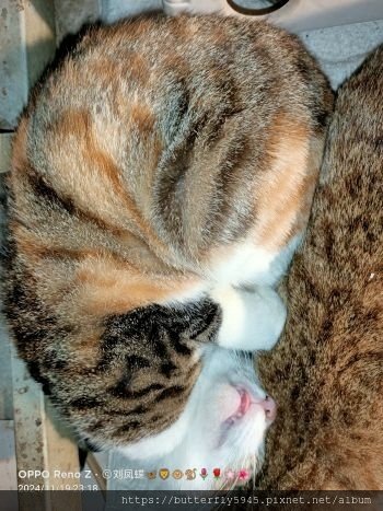 貓咪們ㄉ日常(11/13~30)