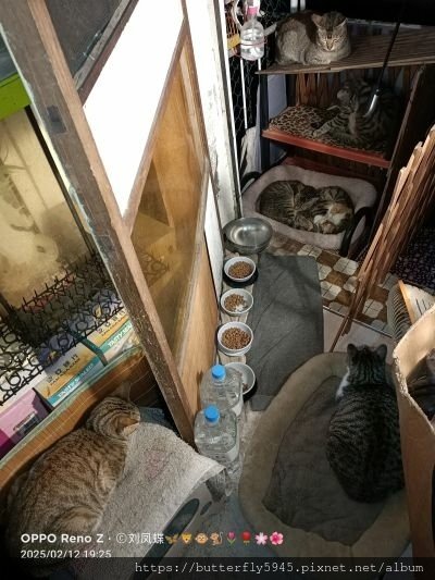 貓咪們ㄉ日常(2/12~26)