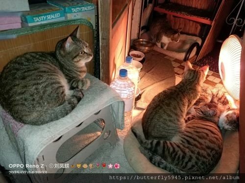 貓咪們ㄉ日常(2/12~26)