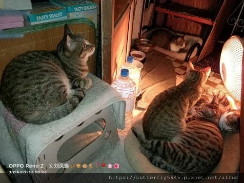 貓咪們ㄉ日常(2/12~26)