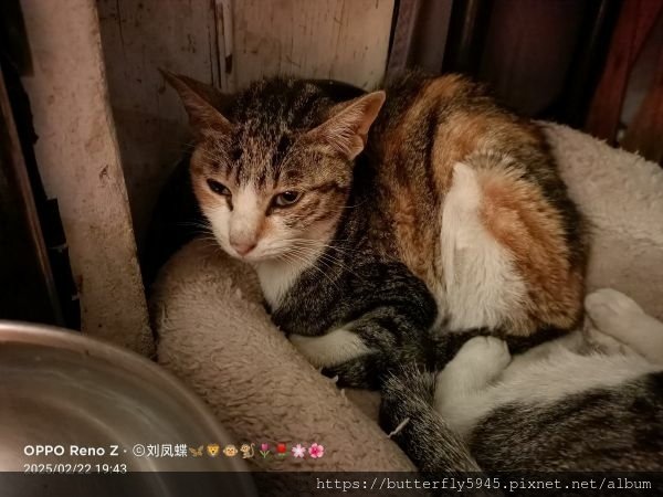 貓咪們ㄉ日常(2/12~26)
