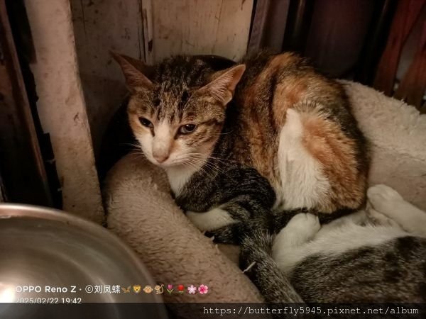 貓咪們ㄉ日常(2/12~26)