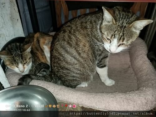 貓咪們ㄉ日常(2/12~26)