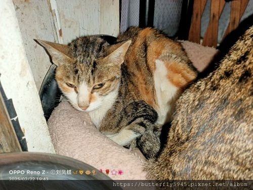 貓咪們ㄉ日常(2/12~26)