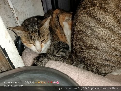 貓咪們ㄉ日常(2/12~26)