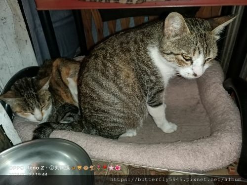 貓咪們ㄉ日常(2/12~26)