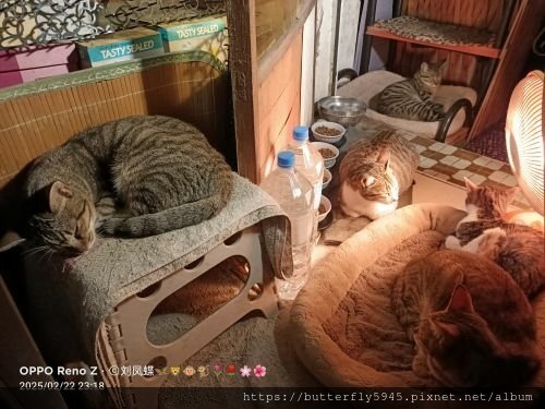 貓咪們ㄉ日常(2/12~26)