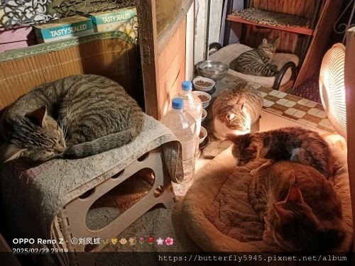 貓咪們ㄉ日常(2/12~26)