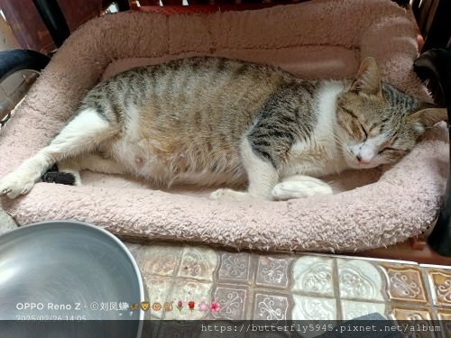 貓咪們ㄉ日常(2/12~26)