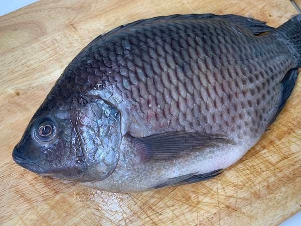 台灣鹹水吳郭魚