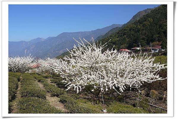 草坪46.jpg