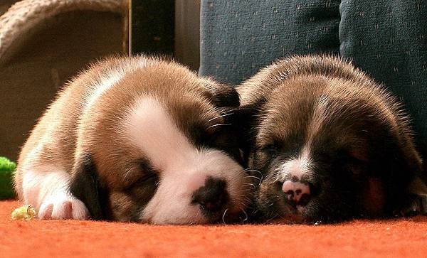 sleepy pups