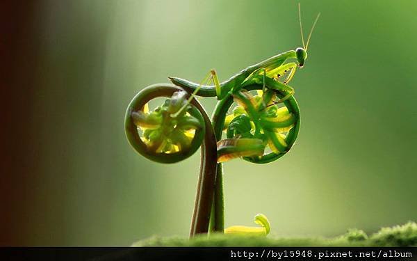 praying-mantis-bike