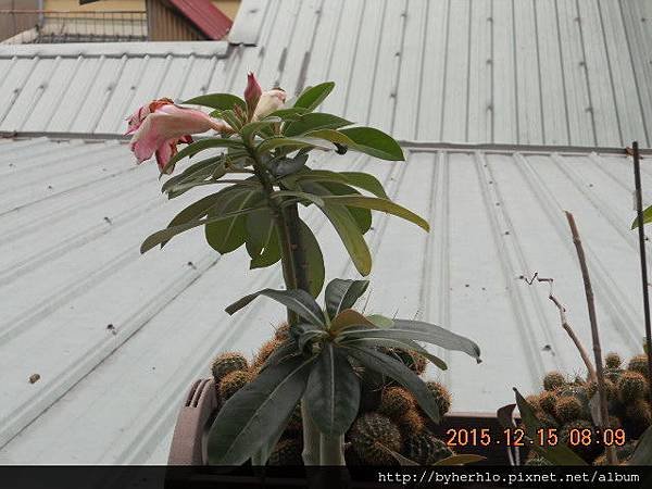 DSCN5271.JPG