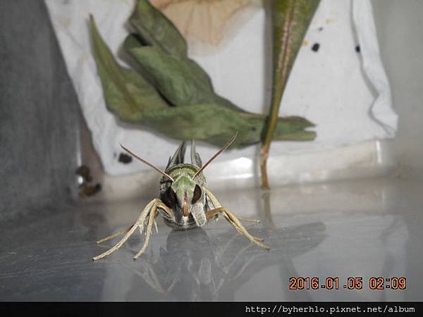 DSCN8095.JPG