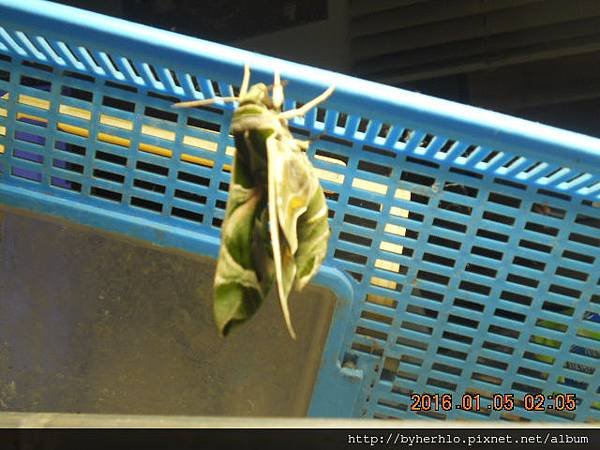 DSCN8085.JPG