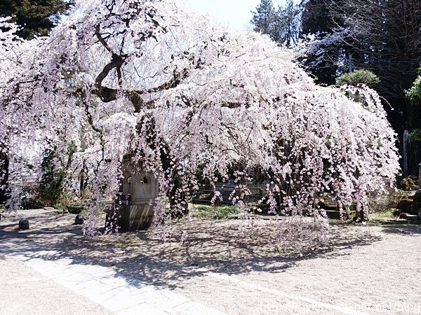 DSC03703.JPG