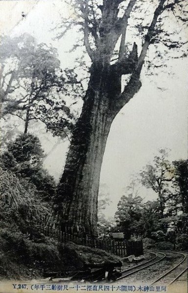 日據時期--阿里山神木