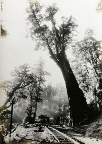 日據時期--阿里山神木