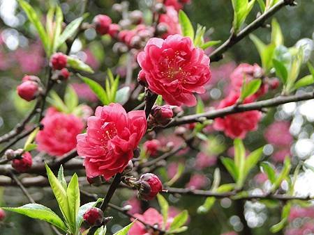 桃花