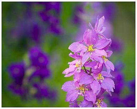 Larkspure - July Birth Flower