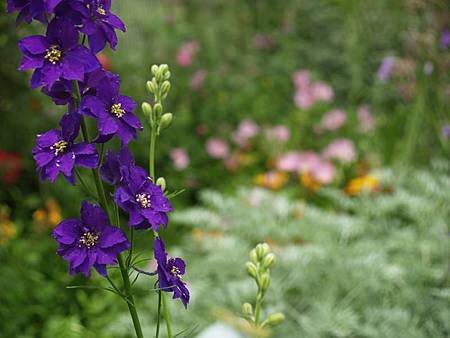 7月 Birth Flower - Larkspure