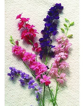July Birth Flower - Larkspure