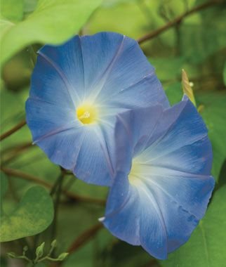 9月 Birth Flower – Morning Glory