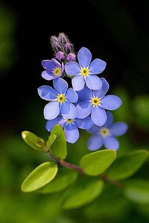 9月 Birth Flower – Forget-me-not