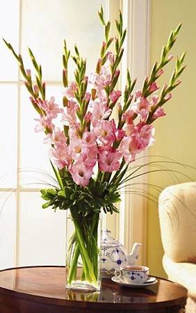 8月 Birth Flower – Gladiolus
