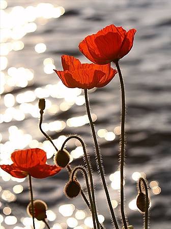 8月 Birth Flower – Poppy