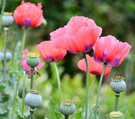 8月 Birth Flower – Poppy