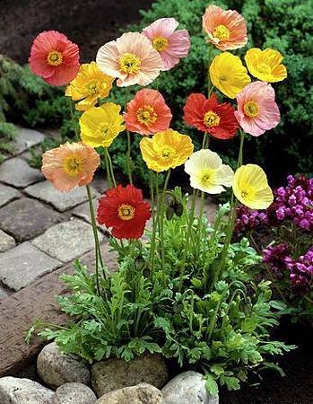 8月 Birth Flower – Poppy