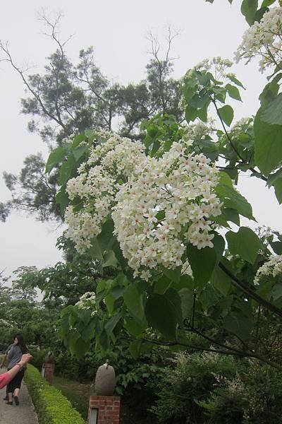IMG_5582.JPG
