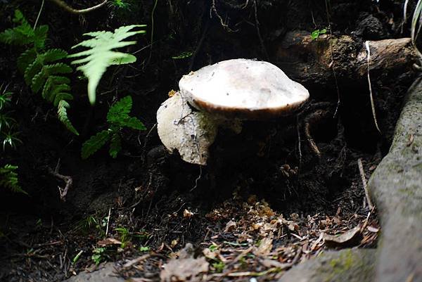P1090710.jpg