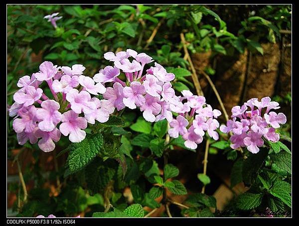 DSCN0999 - 複製.jpg