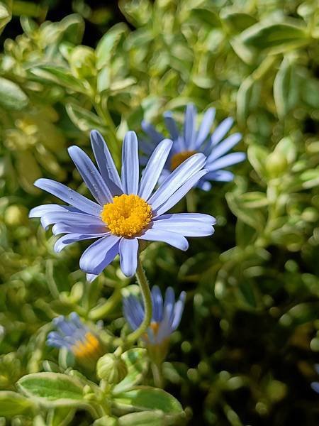 Chiuling陽台花園很春天--藍瑪格、勿忘我、肯特奧勒岡