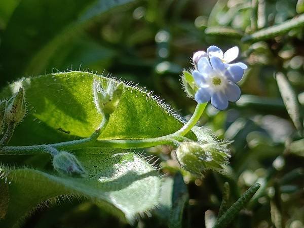 Chiuling陽台花園很春天--藍瑪格、勿忘我、肯特奧勒岡