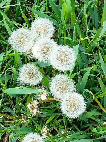 白樺樹林、浦公英環繞&amp;百年建築重現的 伏爾加莊園--哈爾