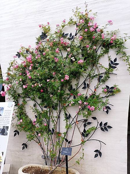 玫瑰花展在「雅聞湖濱療癒森林」~~台南