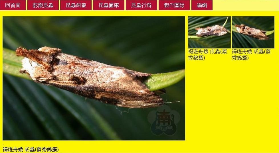 褐斑舟蛾 成蟲