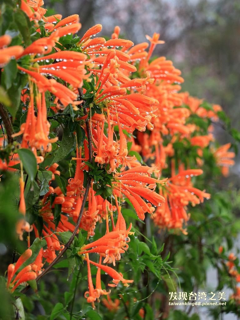 炮仗花