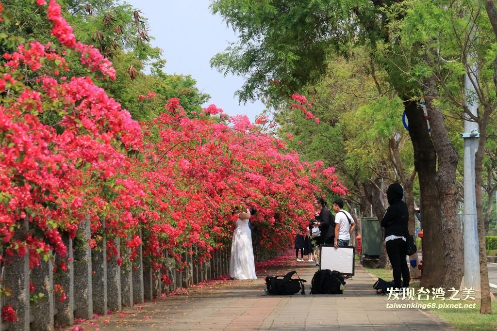 東大路的九重葛圍牆