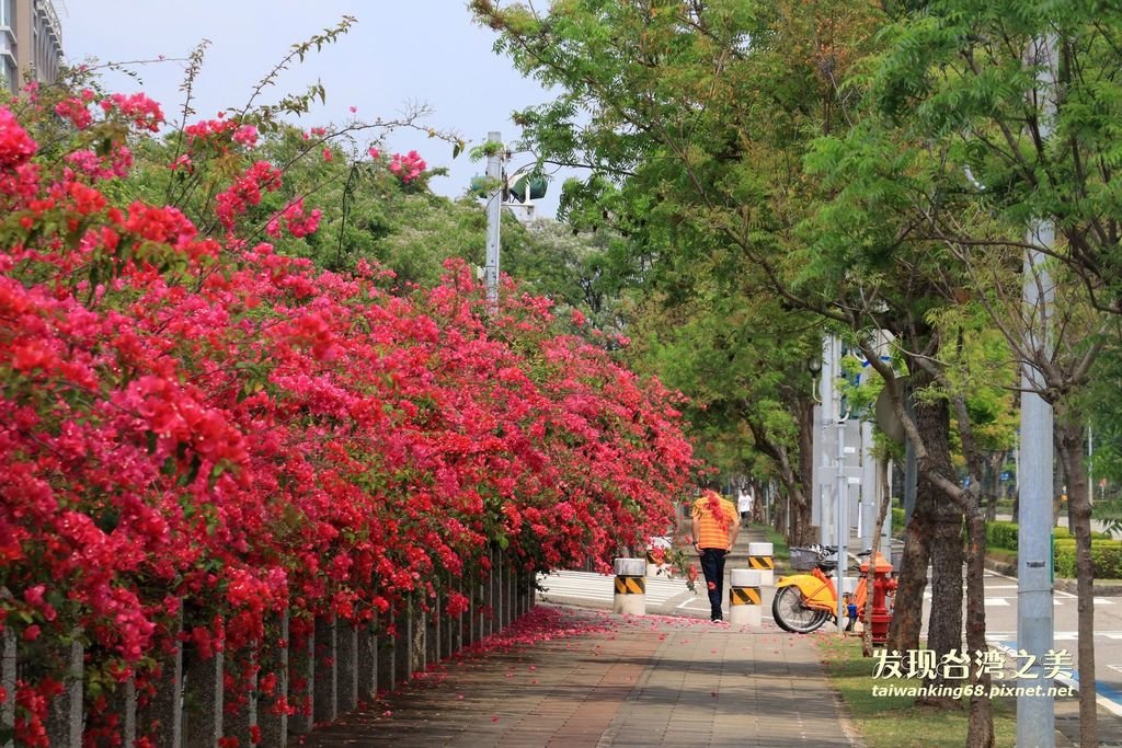 東大路的九重葛圍牆